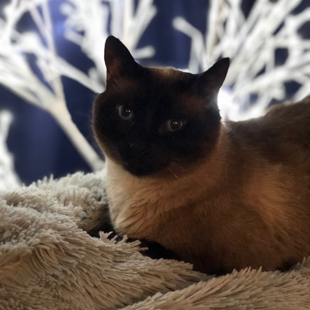 Meet your Posher, Rusti